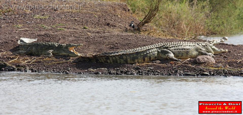 Ethiopia - Lago Chamo - Coccodrilli - 17.jpg